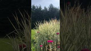 Phalaris 'Feesey' adds height to the lush border