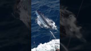 Slob Black Marlin #shorts #fishtanksportfishing