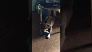 Playing puppy #davaobloggers #puppy #puppydog #puppyvideos