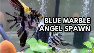 Blue Marble Angelfish Spawn for the 1st time #short