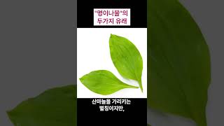 "명이나물"의 두가지 유래!