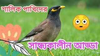 শালিক পাখিদের সন্ধ্যার আড্ডা |  ময়না পাখি |  bird 😱