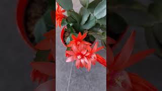 red cactus flowers