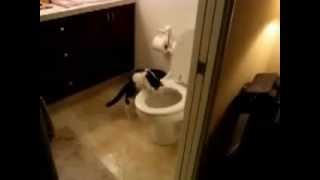 Cat flushing our money down the toilet