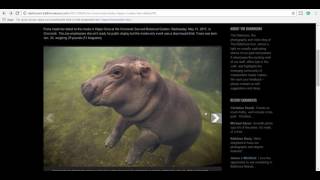 Baby hippo Fiona makes her media debut at Cincinnati Zoo and Botanical Garden