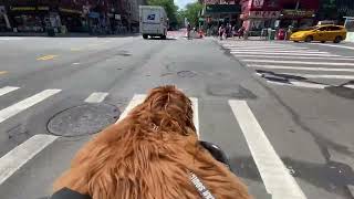 Molly on Memorial Day Bike Patrol