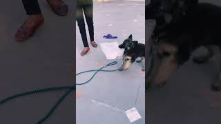 Shimba ka new Gift 🎁 #shortsvideo #viral #dog #ytshorts ￼