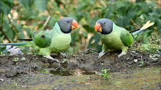 slaty headed parakeet