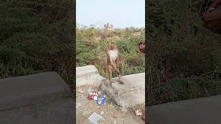 Monkey fighting wildlife 🐒#trandingshorts #funny #viral