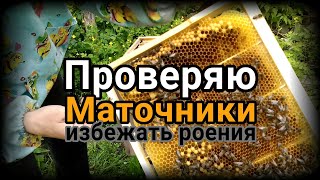 Проверка маточников в ульях