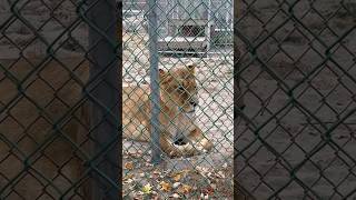 #USA zoos #USA animal sanctuaries #zoos in America #lion #aslan