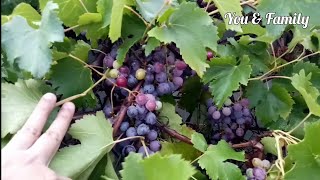 Purple Grapes Growing Tips In Back Yard | Home Gardening