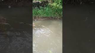 SERU CARI IKAN DI SUNGAI(2)