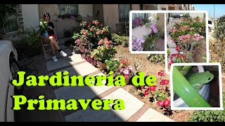 Jardinería de primavera| Arreglando mi jardín después de dos meses