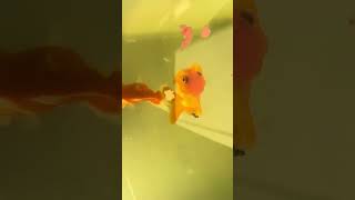 Feeding Gold fish