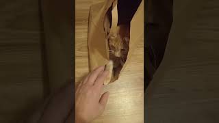 кот в мешке. #shortvideo #kitty #subscribe #котики #кот #кошки #лайки #подпишись