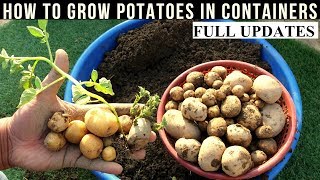 How To Grow Potatoes At Home (With Full Updates)