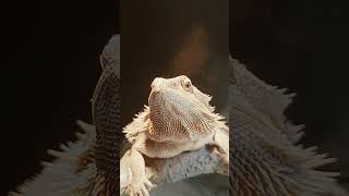 Adorable Bearded Dragon!