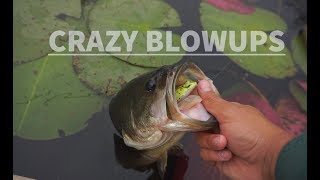 Clear Water Bass LOVE Frogs