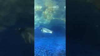 Penguins Swimming! #shorts #penguin #aquarium #ytshorts