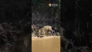 Jaguar battles a large Anaconda Snake! #jaguar #animals #wildlife