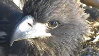 AEF-NEFL Eagles  3-5-16  We Have Lift Off -  Hovering