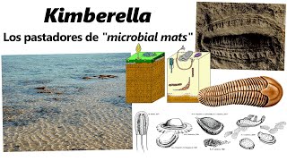 Kimberella y los microbial mats