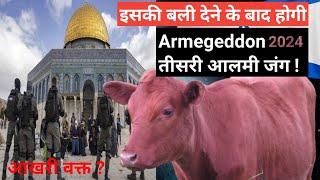 Sacrificing A Red Cow For Armageddon | Latest News About Masjid e Aqsa #Israel #plestine