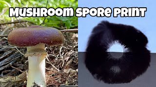 How to Make a Mushroom Spore Print