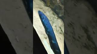 Amazing Fish video#coorg Aquariums Fish