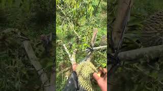 nghe tiếng gió uy tín chưa ae  #durian   #durianfruit #fruitcutting #fruit #saurieng