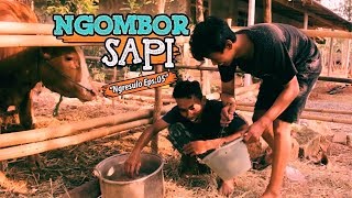 NGRESULO EPS. 05 - NGOMBOR SAPI | SKETSA VIDEO LUCU BAHASA JAWA TERBARU 2019