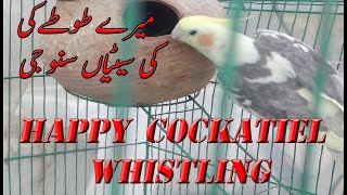 Funny cockatiel talking /cockatiel singing / Urdu Hindi English by Humayyun iltaf