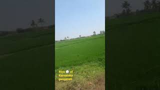 rice 🍚 of Karnataka #rice #gangavathi #fields #green