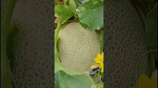 खरबूजा की खेती /Muskmelon farming #shorts