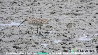 Eurasian Curlew & Common Redshank @ Chiu S C DSCN1094