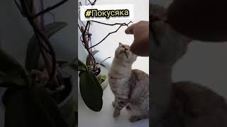 Как всегда, я глажу, а она кусает #смешныекошки #кошкабуся #котэ #покусяка #кошкапокусяка