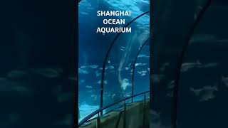 What Makes Shanghai Ocean Aquarium One of the Best in the World?