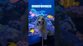 강아지랑 아쿠아리움 🩵 일산 아쿠아플라넷 물멍데이 #dachshund #dog #aquarium