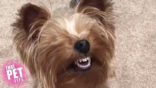 Goofy Dogs of the Week  | Try Not to Laugh Challenge