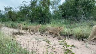 Beautiful pride of lions walking down the road.