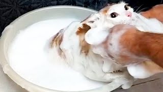 Gentleman's Cat Bathing