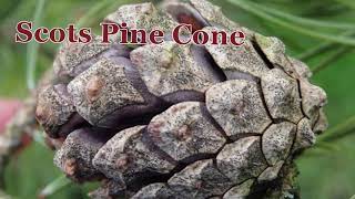 LEAF Tree Facts - Scots Pine