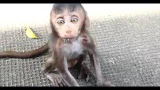 Oh no, Why female monkey hit tiny baby Heidi so bad on the ground