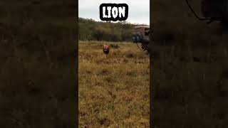 Lion roar #shorts #trending #viral