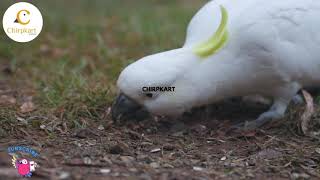 Cockatoo ll The Sulphur-crested cockatoo ll Adorable Birds ll Chirpkart ll @Coimbatore.