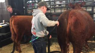 Around the Stock Show Grounds Day 17