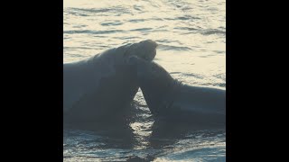 Seals Talking