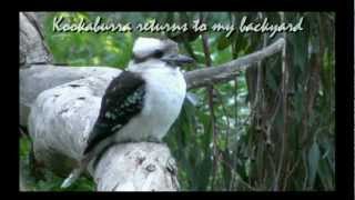 Kookaburra,S.E.Australia