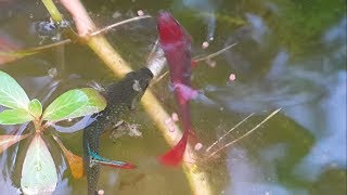 betta couple dalam kolam